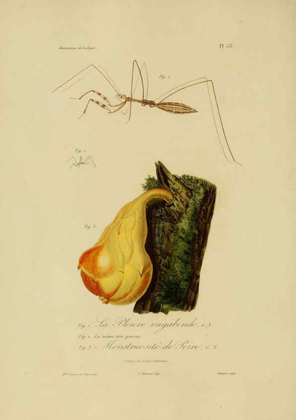 Reproducción/Reproduction 6056488612: Illustrations de zoologie Paris,A. Bertrand[1832-35?] 