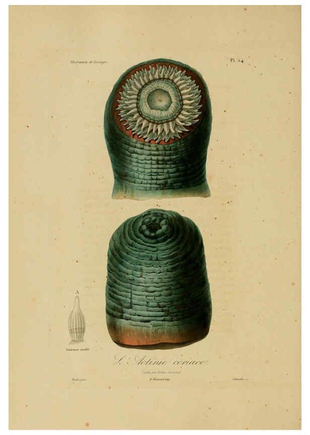 Reproducción/Reproduction 6055942193: Illustrations de zoologie Paris,A. Bertrand[1832-35?] 