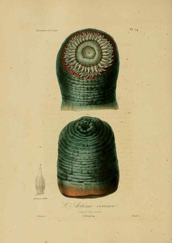 Reproducción/Reproduction 6055942193: Illustrations de zoologie Paris,A. Bertrand[1832-35?] 