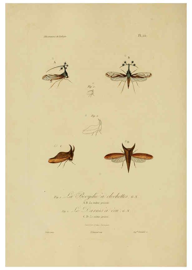Reproducción/Reproduction 6055942435: Illustrations de zoologie Paris,A. Bertrand[1832-35?] 