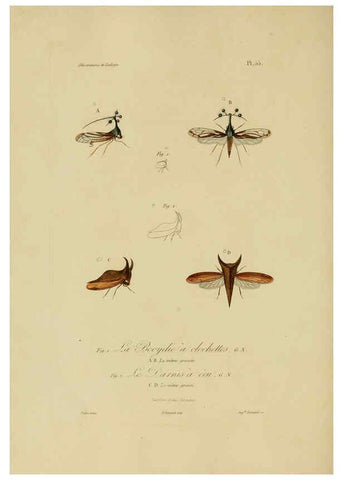 Reproducción/Reproduction 6055942435: Illustrations de zoologie Paris,A. Bertrand[1832-35?] 