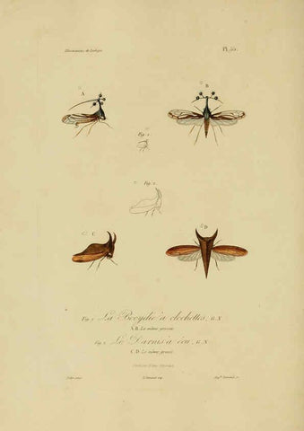 Reproducción/Reproduction 6055942435: Illustrations de zoologie Paris,A. Bertrand[1832-35?] 