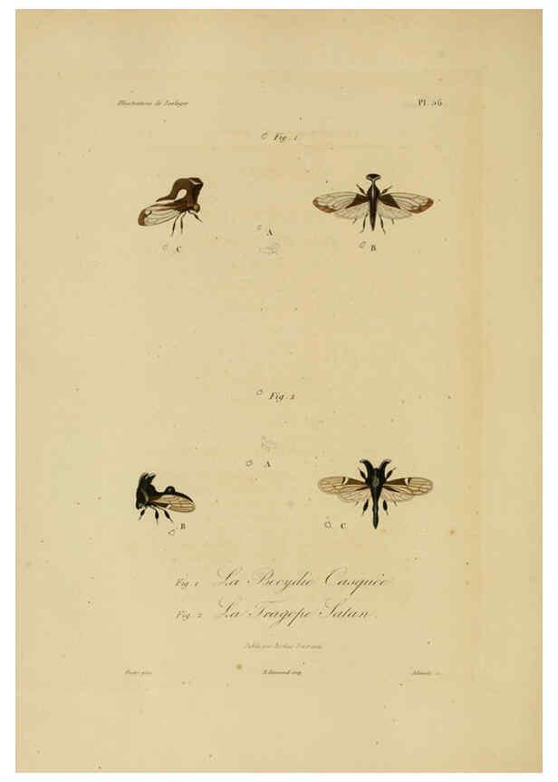 Reproducción/Reproduction 6056489208: Illustrations de zoologie Paris,A. Bertrand[1832-35?] 