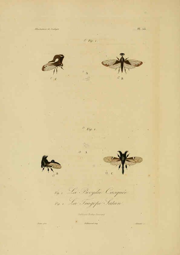 Reproducción/Reproduction 6056489208: Illustrations de zoologie Paris,A. Bertrand[1832-35?] 
