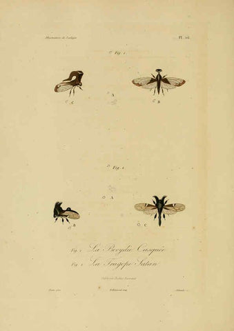 Reproducción/Reproduction 6056489208: Illustrations de zoologie Paris,A. Bertrand[1832-35?] 