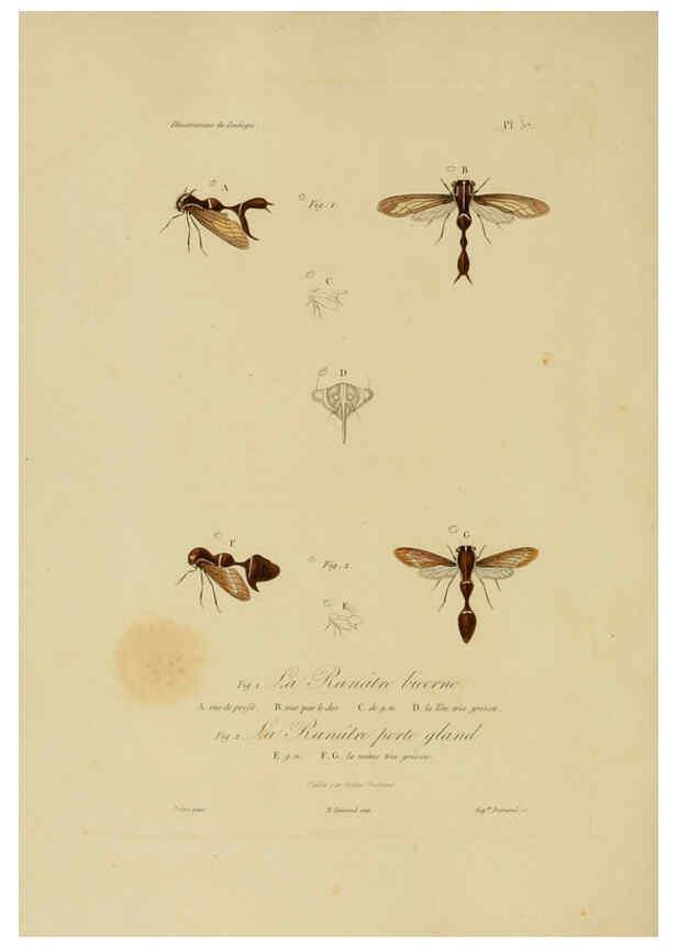 Reproducción/Reproduction 6056489528: Illustrations de zoologie Paris,A. Bertrand[1832-35?] 