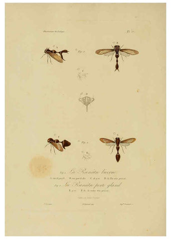 Reproducción/Reproduction 6056489528: Illustrations de zoologie Paris,A. Bertrand[1832-35?] 