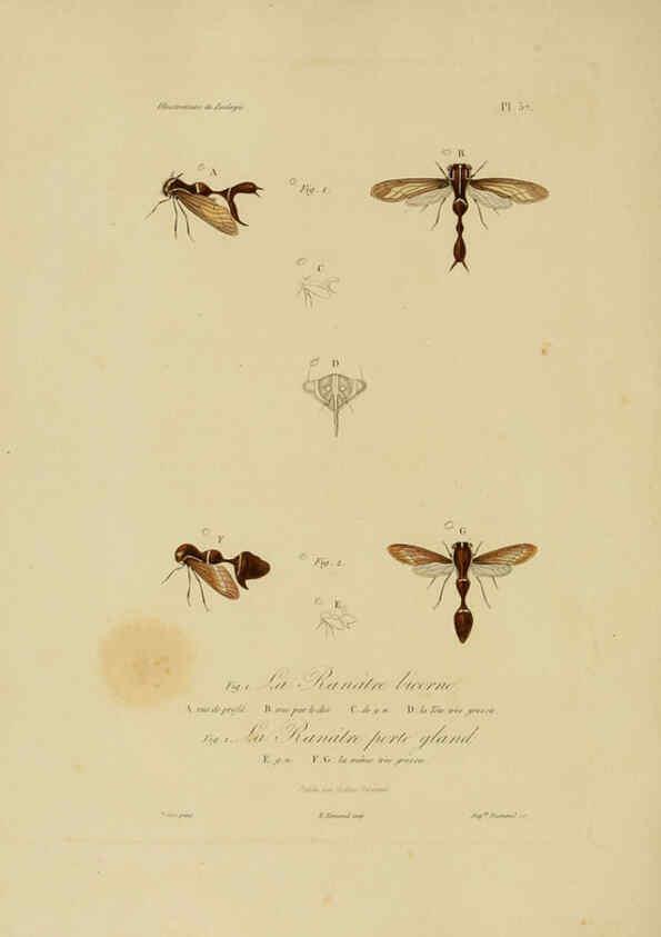 Reproducción/Reproduction 6056489528: Illustrations de zoologie Paris,A. Bertrand[1832-35?] 