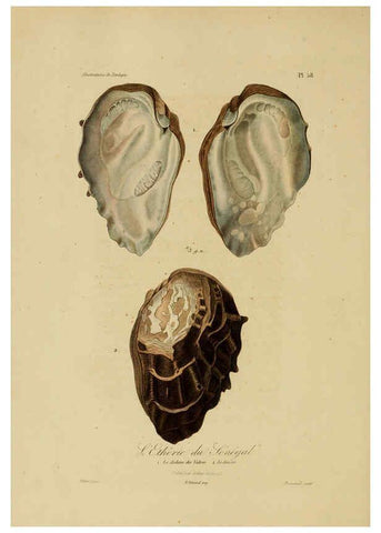 Reproducción/Reproduction 6056489768: Illustrations de zoologie Paris,A. Bertrand[1832-35?] 