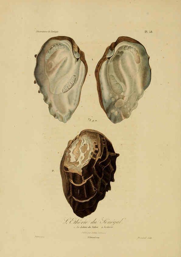 Reproducción/Reproduction 6056489768: Illustrations de zoologie Paris,A. Bertrand[1832-35?] 