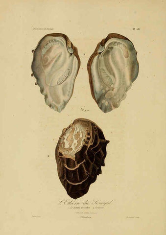 Reproducción/Reproduction 6056489768: Illustrations de zoologie Paris,A. Bertrand[1832-35?] 