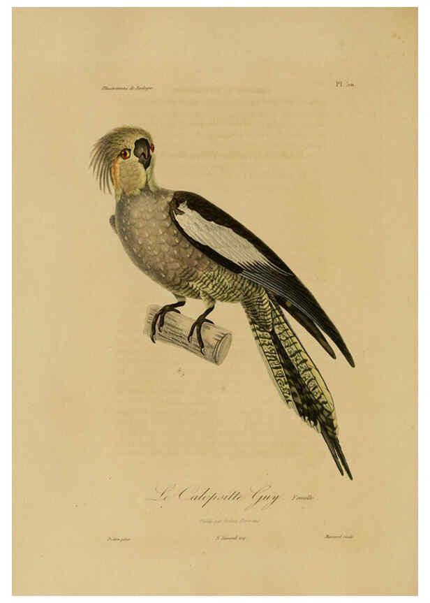 Reproducción/Reproduction 6056487770: Illustrations de zoologie Paris,A. Bertrand[1832-35?] 
