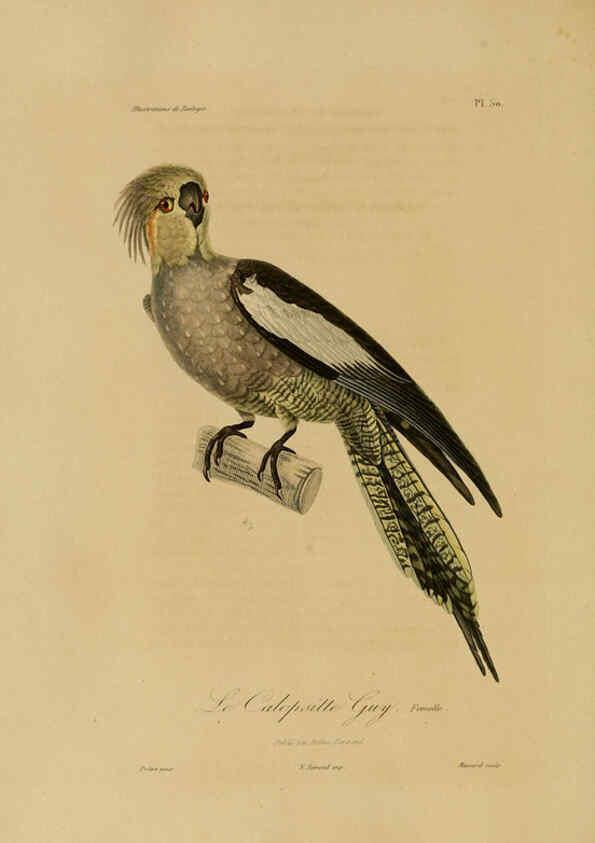 Reproducción/Reproduction 6056487770: Illustrations de zoologie Paris,A. Bertrand[1832-35?] 