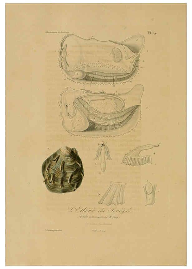 Reproducción/Reproduction 6055943441: Illustrations de zoologie Paris,A. Bertrand[1832-35?] 
