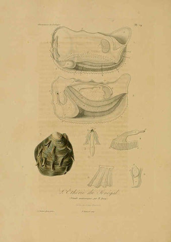 Reproducción/Reproduction 6055943441: Illustrations de zoologie Paris,A. Bertrand[1832-35?] 