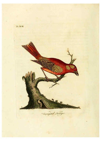 Reproducción/Reproduction 6056635638: A general history of birds. v.6 Winchester [Eng.]Printed by Jacob and Johnson, for the author;1821-28