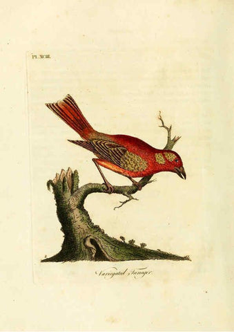 Reproducción/Reproduction 6056635638: A general history of birds. v.6 Winchester [Eng.]Printed by Jacob and Johnson, for the author;1821-28