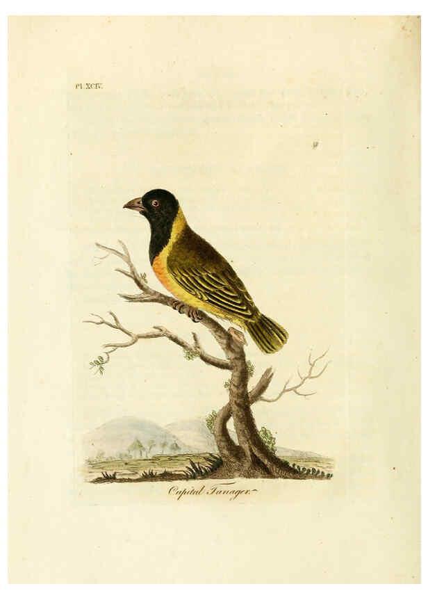 Reproducción/Reproduction 6056089021: A general history of birds. v.6 Winchester [Eng.]Printed by Jacob and Johnson, for the author;1821-28