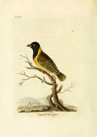Reproducción/Reproduction 6056089021: A general history of birds. v.6 Winchester [Eng.]Printed by Jacob and Johnson, for the author;1821-28
