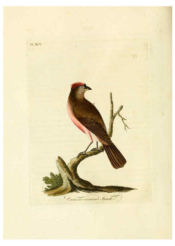 Reproducción/Reproduction 6056636994: A general history of birds. v.6 Winchester [Eng.]Printed by Jacob and Johnson, for the author;1821-28