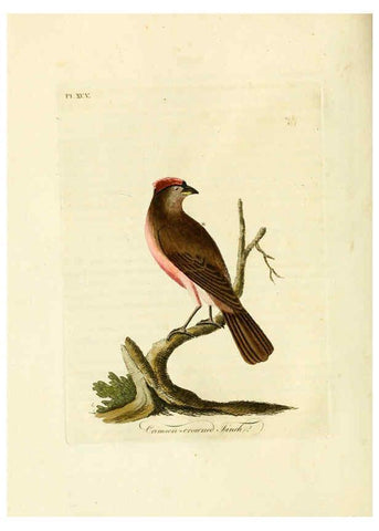 Reproducción/Reproduction 6056636994: A general history of birds. v.6 Winchester [Eng.]Printed by Jacob and Johnson, for the author;1821-28