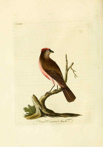 Reproducción/Reproduction 6056636994: A general history of birds. v.6 Winchester [Eng.]Printed by Jacob and Johnson, for the author;1821-28