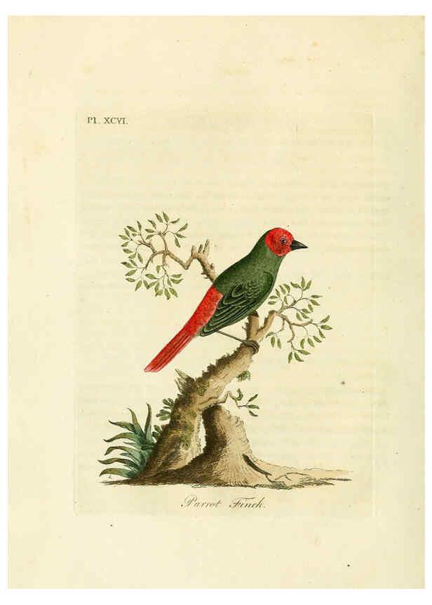 Reproducción/Reproduction 6056089617: A general history of birds. v.6 Winchester [Eng.]Printed by Jacob and Johnson, for the author;1821-28