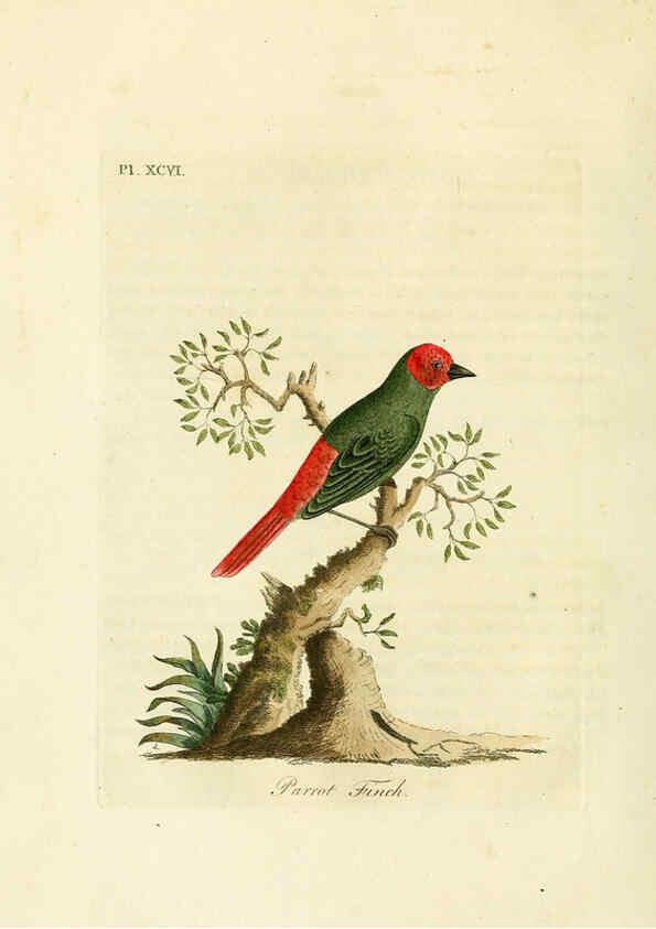 Reproducción/Reproduction 6056089617: A general history of birds. v.6 Winchester [Eng.]Printed by Jacob and Johnson, for the author;1821-28