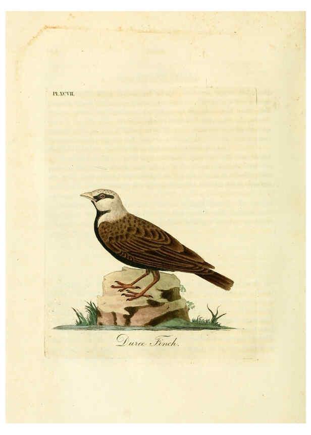 Reproducción/Reproduction 6056637676: A general history of birds. v.6 Winchester [Eng.]Printed by Jacob and Johnson, for the author;1821-28