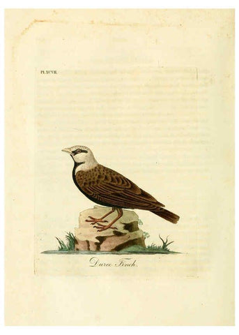 Reproducción/Reproduction 6056637676: A general history of birds. v.6 Winchester [Eng.]Printed by Jacob and Johnson, for the author;1821-28