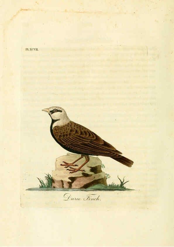 Reproducción/Reproduction 6056637676: A general history of birds. v.6 Winchester [Eng.]Printed by Jacob and Johnson, for the author;1821-28
