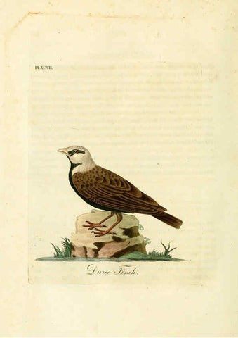Reproducción/Reproduction 6056637676: A general history of birds. v.6 Winchester [Eng.]Printed by Jacob and Johnson, for the author;1821-28