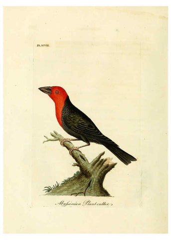Reproducción/Reproduction 6056637952: A general history of birds. v.6 Winchester [Eng.]Printed by Jacob and Johnson, for the author;1821-28