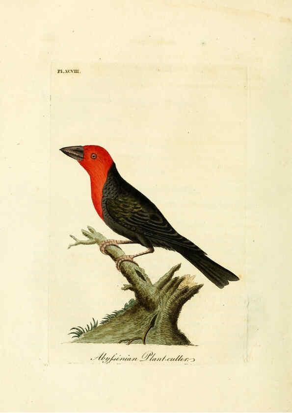 Reproducción/Reproduction 6056637952: A general history of birds. v.6 Winchester [Eng.]Printed by Jacob and Johnson, for the author;1821-28