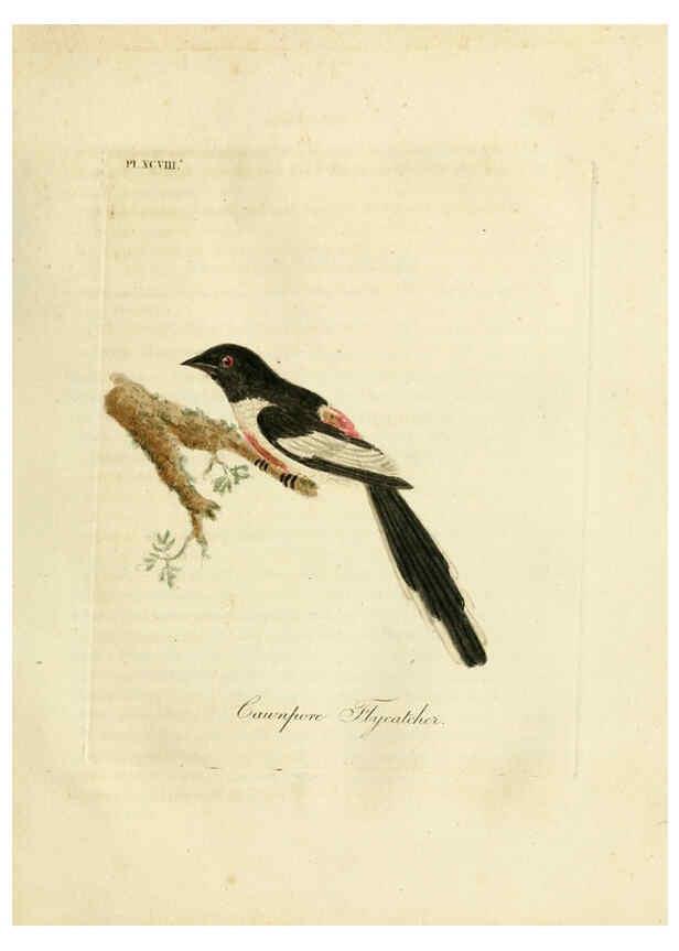 Reproducción/Reproduction 6056638452: A general history of birds. v.6 Winchester [Eng.]Printed by Jacob and Johnson, for the author;1821-28