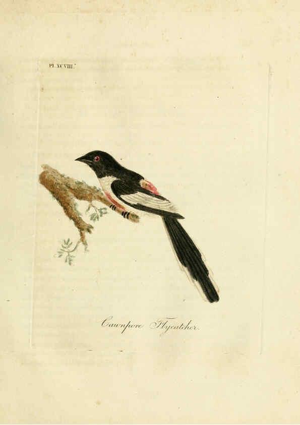 Reproducción/Reproduction 6056638452: A general history of birds. v.6 Winchester [Eng.]Printed by Jacob and Johnson, for the author;1821-28
