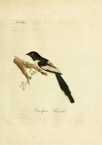 Reproducción/Reproduction 6056638452: A general history of birds. v.6 Winchester [Eng.]Printed by Jacob and Johnson, for the author;1821-28