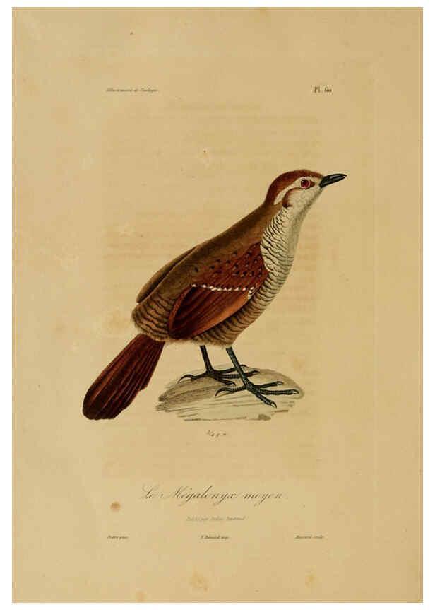 Reproducción/Reproduction 6056490256: Illustrations de zoologie Paris,A. Bertrand[1832-35?] 