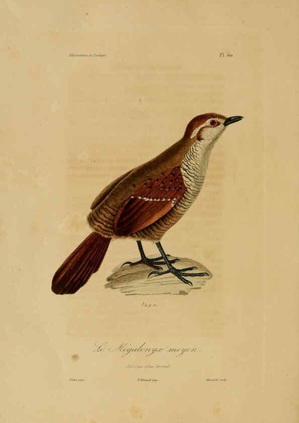 Reproducción/Reproduction 6056490256: Illustrations de zoologie Paris,A. Bertrand[1832-35?] 