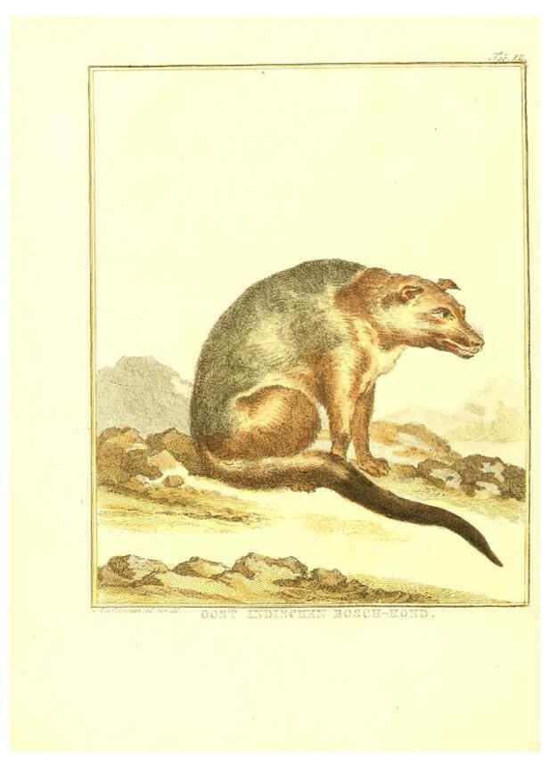 Reproducción/Reproduction 6056711928: Natuurkundige beschryving eener uitmuntende verzameling van zeldsaame gedierten Te Amsterdam :By J.B. Elwe,1804