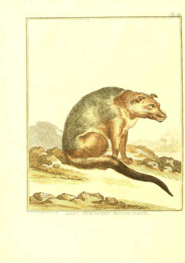 Reproducción/Reproduction 6056711928: Natuurkundige beschryving eener uitmuntende verzameling van zeldsaame gedierten Te Amsterdam :By J.B. Elwe,1804