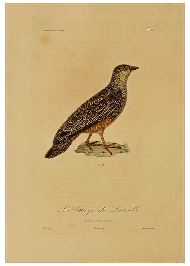 Reproducción/Reproduction 6056476850: Illustrations de zoologie Paris,A. Bertrand[1832-35?] 