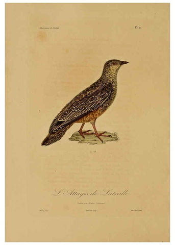 Reproducción/Reproduction 6056476850: Illustrations de zoologie Paris,A. Bertrand[1832-35?] 
