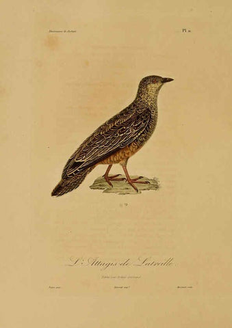 Reproducción/Reproduction 6056476850: Illustrations de zoologie Paris,A. Bertrand[1832-35?] 