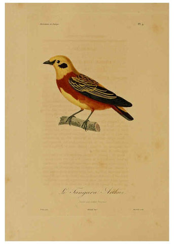 Reproducción/Reproduction 6056476092: Illustrations de zoologie Paris,A. Bertrand[1832-35?] 