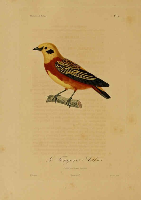 Reproducción/Reproduction 6056476092: Illustrations de zoologie Paris,A. Bertrand[1832-35?] 