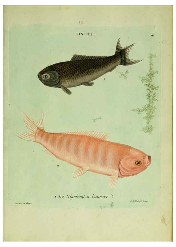 Reproducción/Reproduction 6056337988: Histoire naturelle des dorades de la Chine Paris :[s.n.],1780