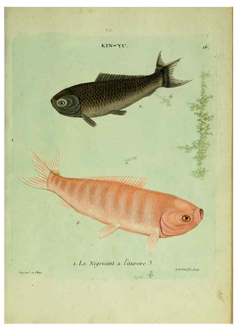 Reproducción/Reproduction 6056337988: Histoire naturelle des dorades de la Chine Paris :[s.n.],1780