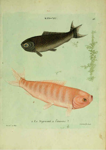 Reproducción/Reproduction 6056337988: Histoire naturelle des dorades de la Chine Paris :[s.n.],1780