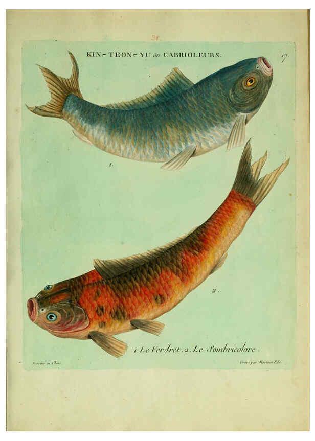 Reproducción/Reproduction 6055791757: Histoire naturelle des dorades de la Chine Paris :[s.n.],1780